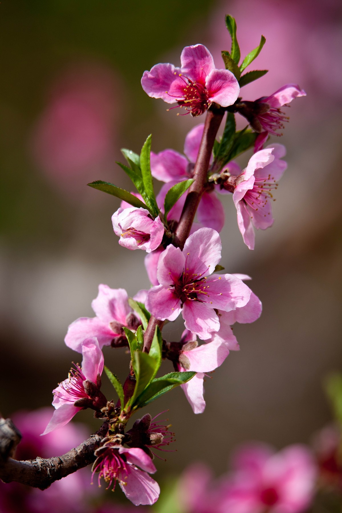 桃花煞是什么意思 桃花煞代表什么