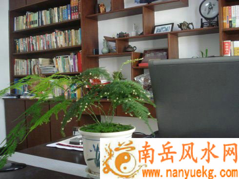 书房植物风水