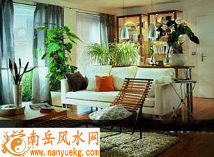 怎么选客厅风水植物
