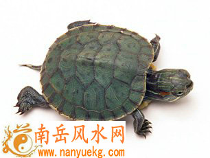 养龟需要掌握哪些风水常识