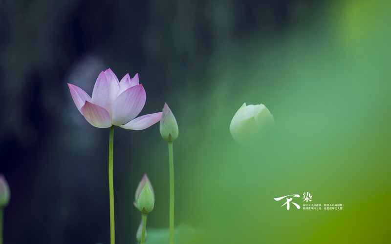 手机怎么电影和电视剧 手机怎么电影和电视剧