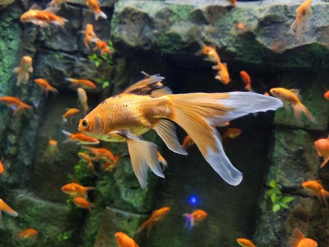 ���ݼ����ѻ�Ů�ǲ���