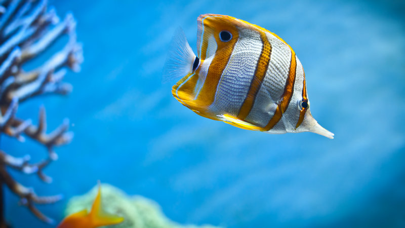 Ƣ�����õļ��ְ�������