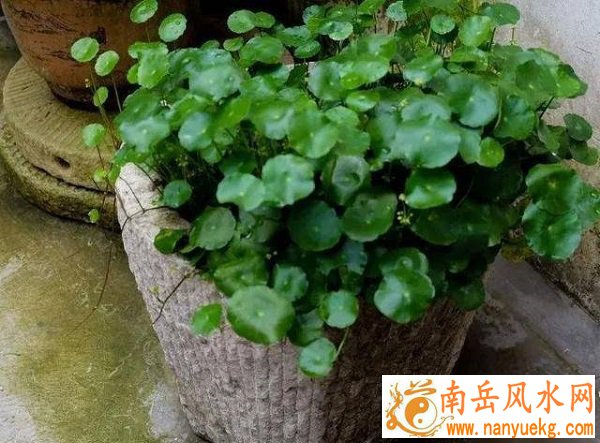 女性属羊婚配属相会影响婚姻幸福度 最佳伴侣 女性属羊婚配属相会影响婚姻幸福度 最佳伴侣