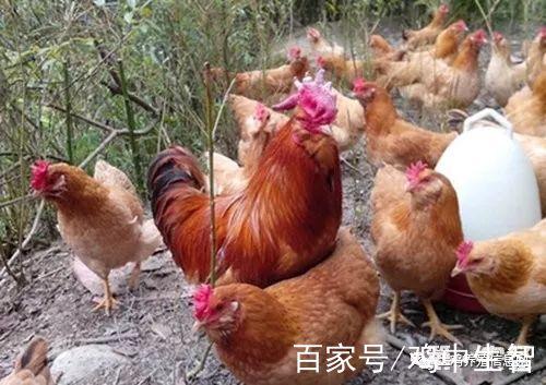 ţ�굽�� ����������û����������ȷ������������г