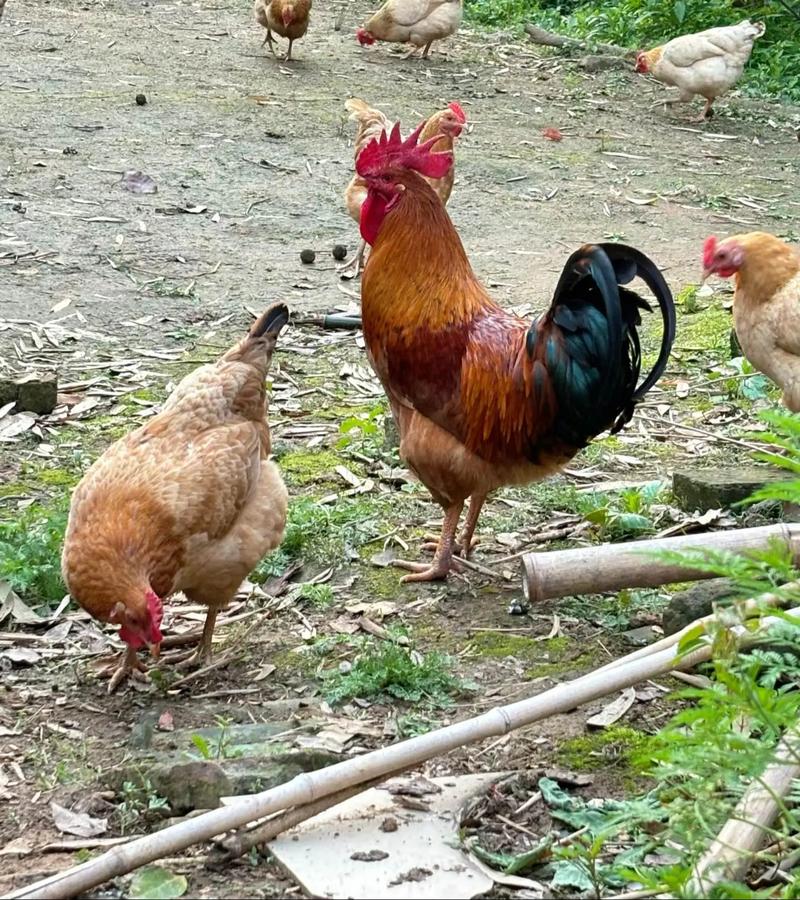 �����ſ��Ŷշ�ˮ����
