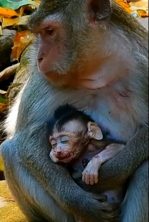 ʹ�����������Ƭ�ز�ͼƬ����ʱ���ڲ�׼ȷ���󵼵Ŀ����Թ�ע���������Ӱ��