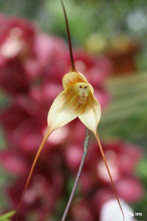 狼毒花全集 狼毒花全集免费观看电视剧 狼毒花全集 狼毒花全集免费观看电视剧