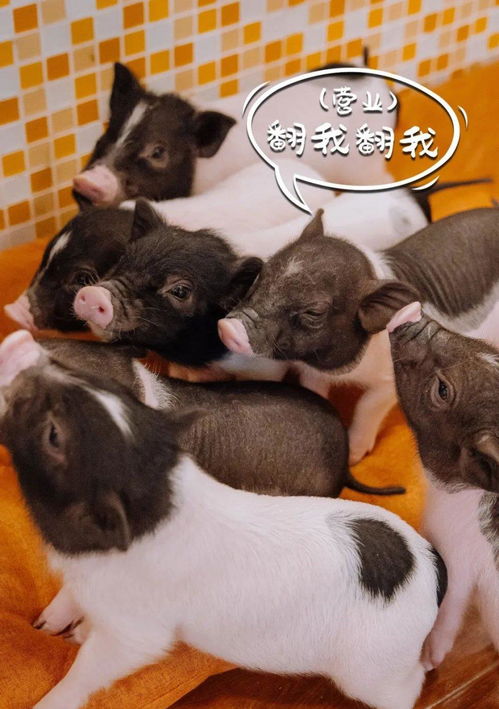 �ξ��滮���Ȳ� ��������Ѫ���鲻ֹһ��