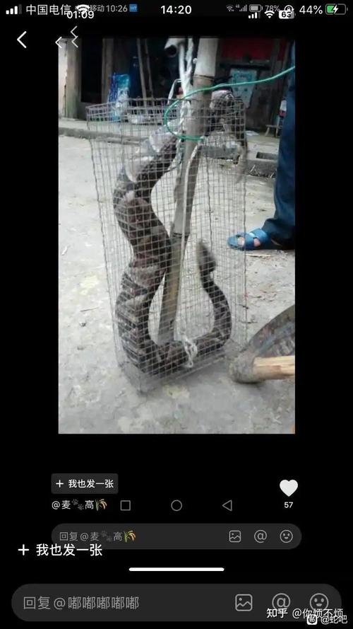 求婚33朵玫瑰代表什么意思 求婚33朵玫瑰代表什么意思