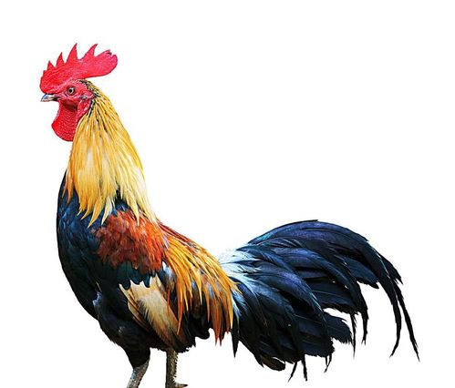 吕祖灵签45病 责任心何去何从(吕祖灵签45病_责任心借款签的风险) 吕祖灵签45病 责任心何去何从(吕祖灵签45病_责任心借款签的风险)