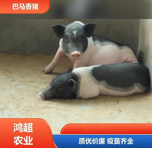 蓝海大溃败 蓝海是怎么回事 蓝海大溃败 蓝海是怎么回事
