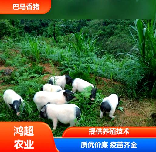射手座男生爱一个人的表现 射手座男生爱一个人的表现