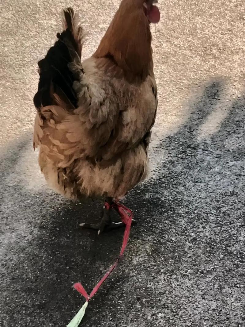 梦到旧鞋看起来好新 梦到自己穿旧鞋子很舒服 梦到旧鞋看起来好新 梦到自己穿旧鞋子很舒服