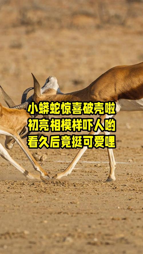 王一博是什么学历水平 王一博是什么学历水平