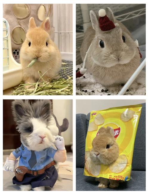 冯远征的个人资料简介 冯远征的个人资料简介