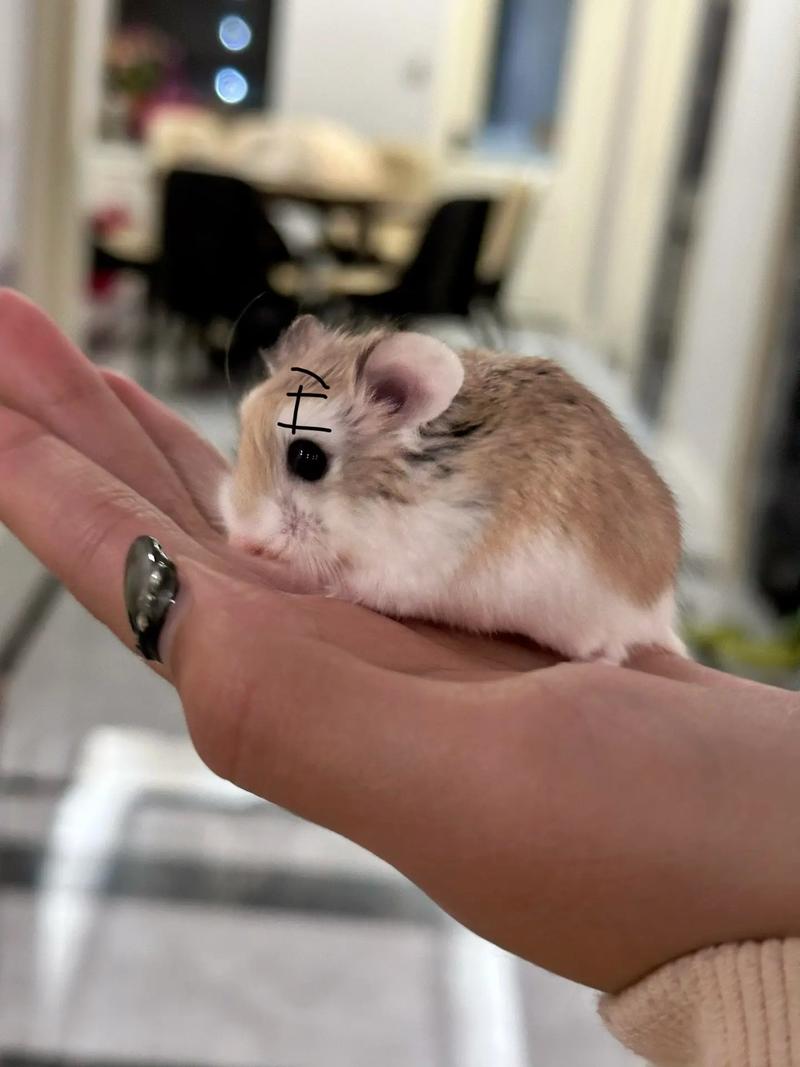 Ů���μ��Լ����ɷ���ʲô��˼
