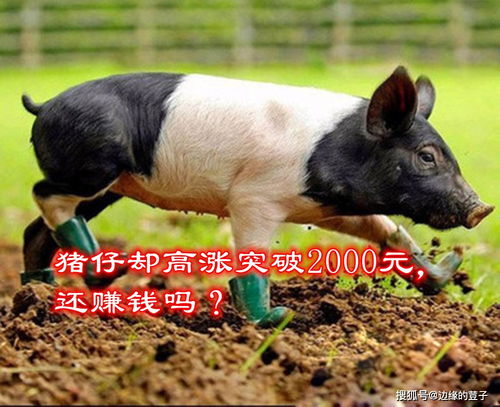 狗和蛇的属相合不合 运势如何 狗和蛇的属相合不合 运势如何